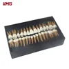 High quality 28pcs or 32pcs dental Permanent model
