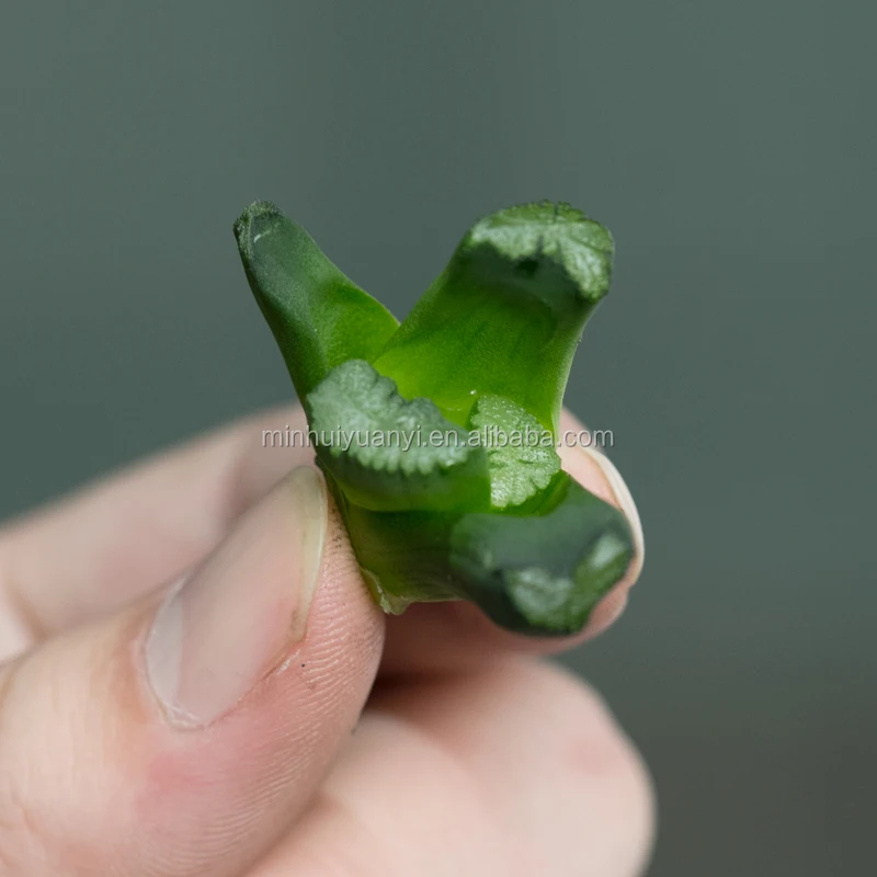 
Haworthia succulent plants tissue culture breed fresh indoor plant base nursery 