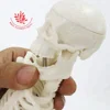 Medical science subject and skeleton model 45cm mini plastic skeletons