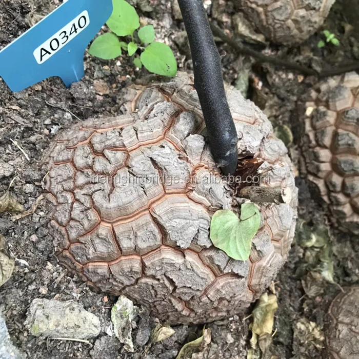 Dioscorea elephantipes (9).jpg