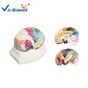 Brain Mantle District Anatomy Model, Brain Anatomy Model