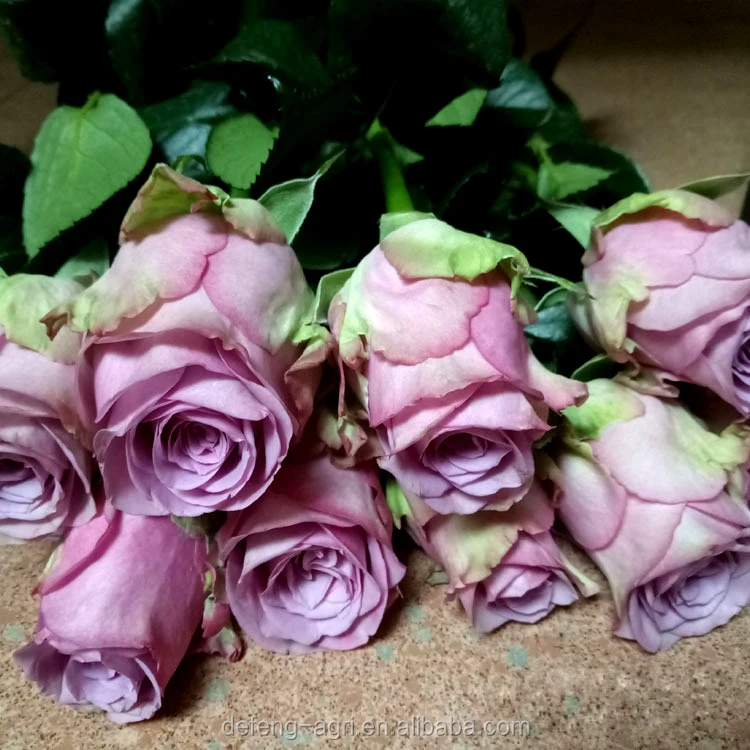 beauty-24