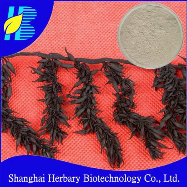 sargassum fusiforme extract,sargassum seaweed extract,fucoidan p
