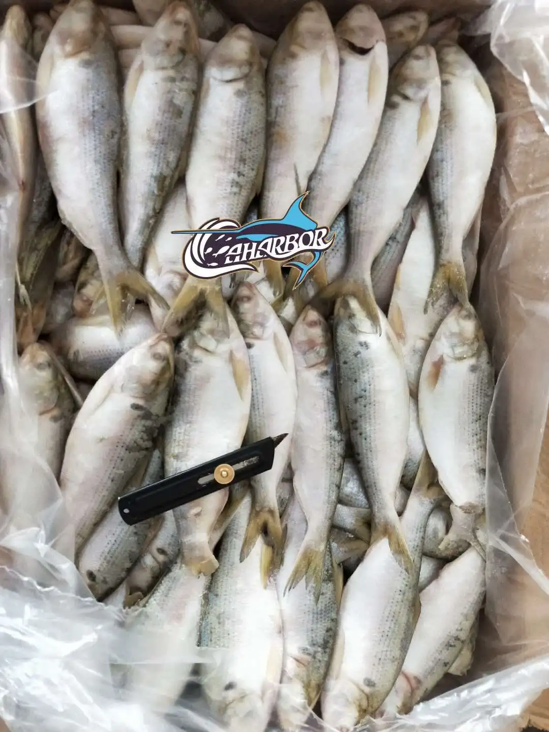 gizzard shad fish (3).jpg