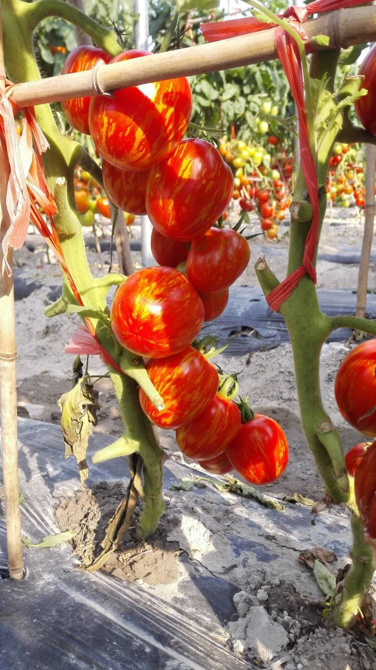 用于生长粉红色斑马的不确定生长高产杂交彩色番茄种子