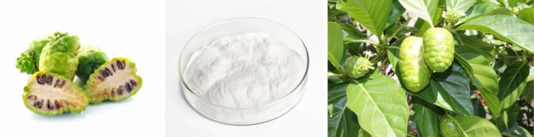 Natural Fruit Extract Organic Noni Powder