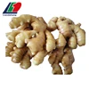 GAP Ginger Root Dried Ginger Slice, Dried Ginger Root For USA Market, Ginger P.E 10 1