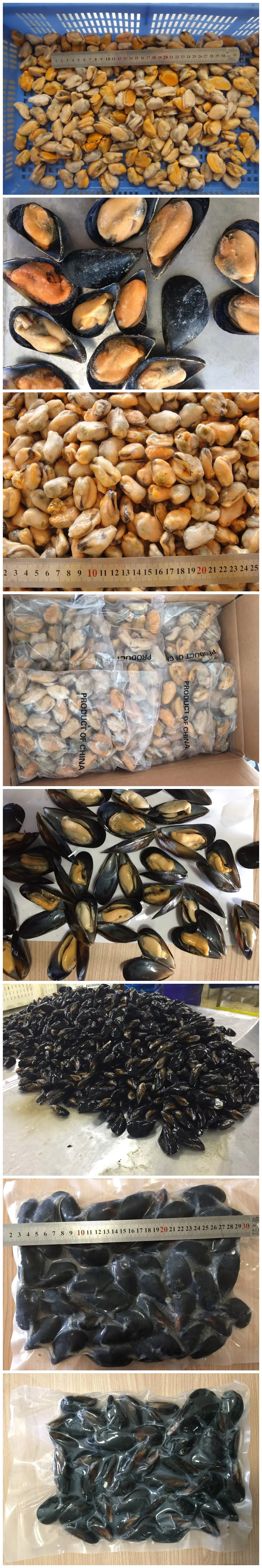 half shell mussel (19)_.jpg