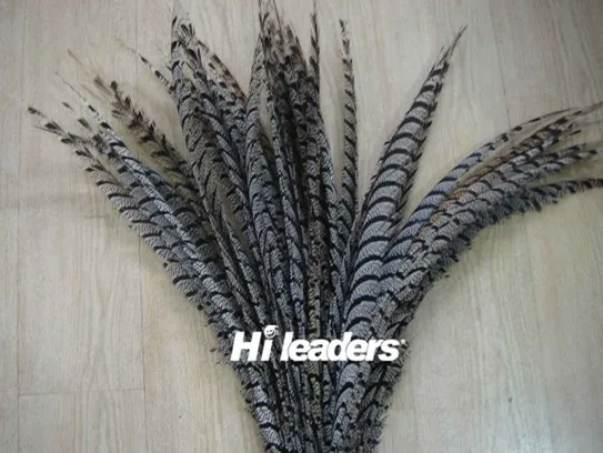 lady amherst pheasant feather (3).jpg