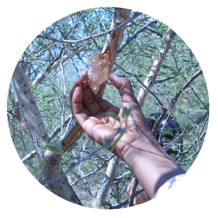 
top quality hashab gum arabic acacia gum from Sudan 