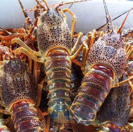 
Rock Lobster (South Africa, Australia, New Zealand, Mexico) 