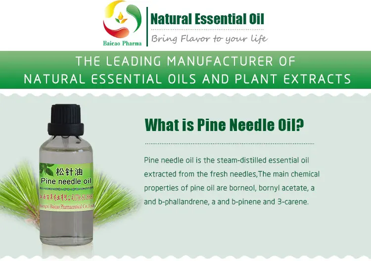Hot selling high quality Pine needle oil