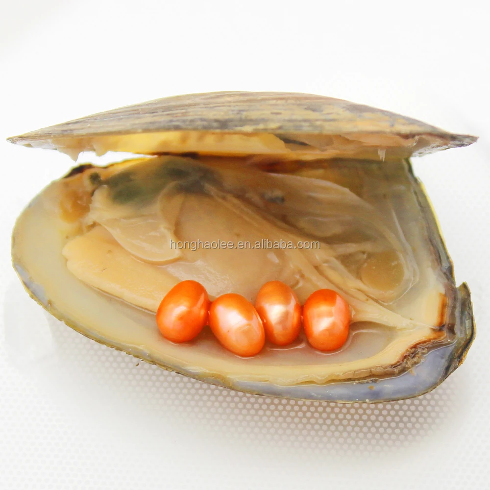 

Wholesale Wild Pearl Oyster, Triangle Oyster with 4 6-8mm Orange Oval Pearls Vacuum Packed Free Shipping