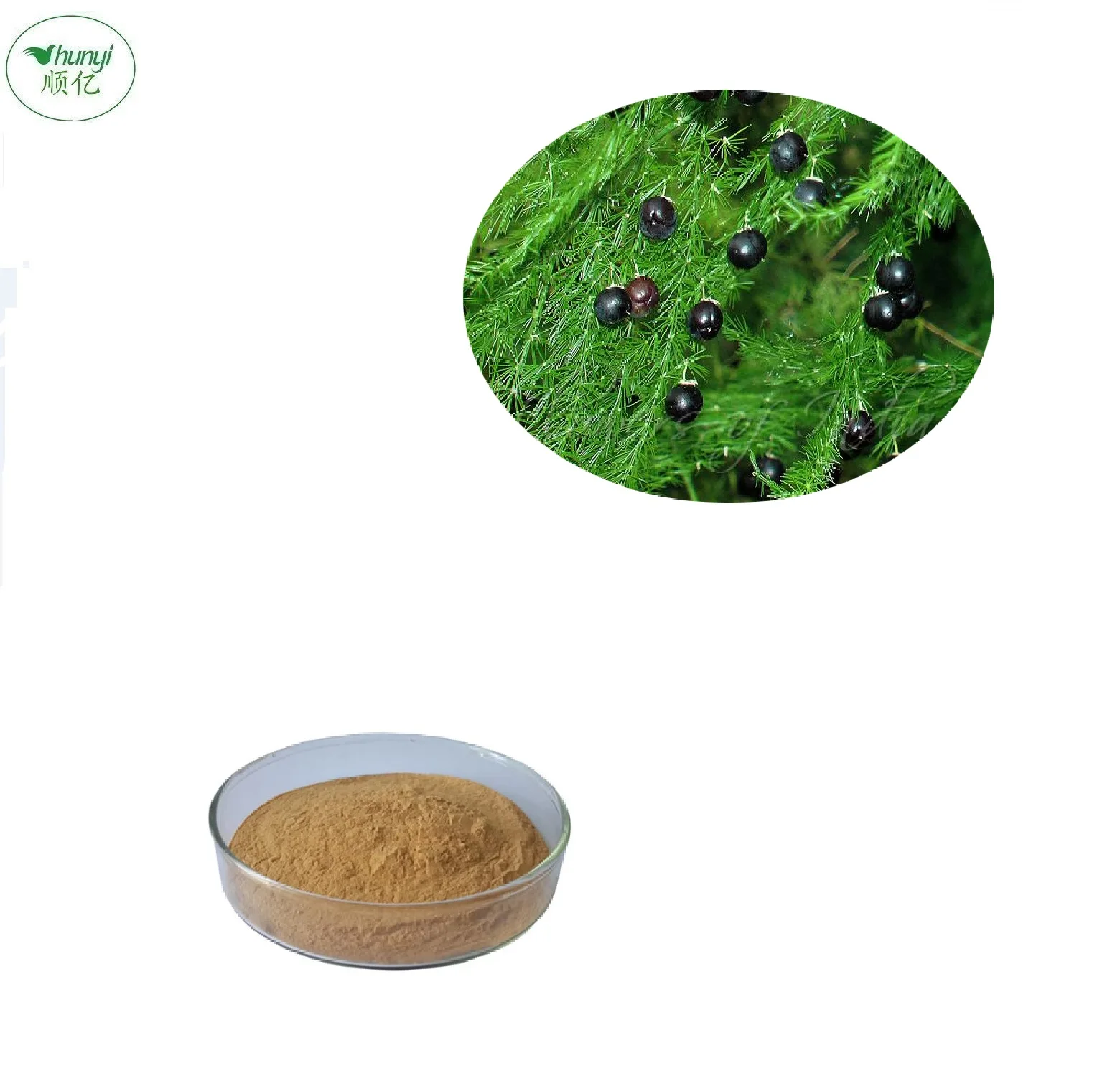 High Quality Asparagus Racemosus Extract,Shatavari Root Extract Powder Buy Asparagus Racemosus