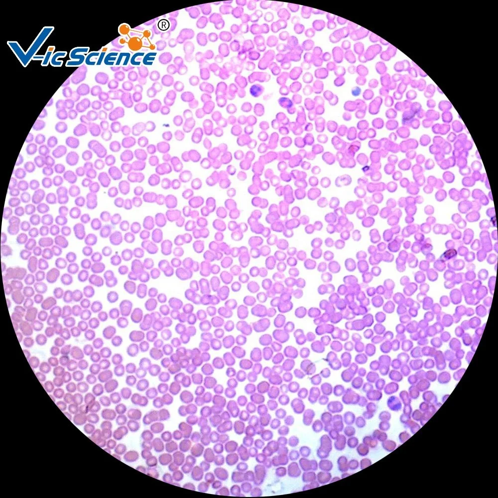 Гистология микроскопы. Световой микроскоп гистология. 821. Ткань печени гистология. Гистология микроскоп.