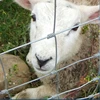 hot dip galvanized hinge joint cattle fence farm fence panel goat farming mesh fence