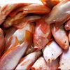 Good Prices Fish Seafood Frozen Red Tilapia