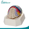 Functional Localization of Cortex, Cerebral Cortex Model, Brain Anatomical Model