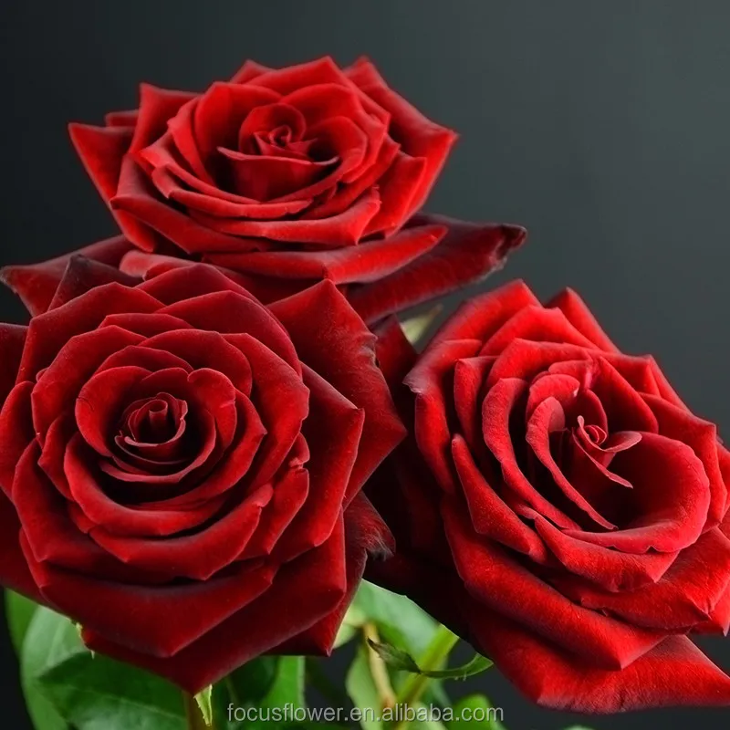 Black Magic flower (11)