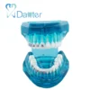 2018 hot sale orthodontic model with self-ligating brackets for showing four kinds of brackets, like self-ligating and roth