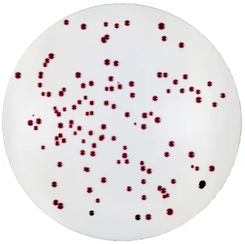 Slanetz Bartley Agar - Buy Dehydrated Culture Media 