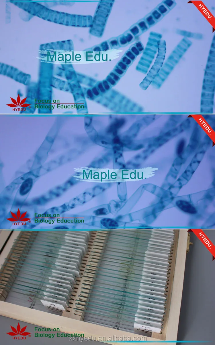 Fixed set Most popular algae biology prepared miscroscope slides set