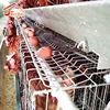/product-detail/best-sale-chicken-farming-material-for-egg-layer-cages-in-south-africa-supplier-chicken-cage-poultry-farm-equipment-60823818841.html