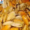 Frozen mytilus edulis mussel meat for canned mussel