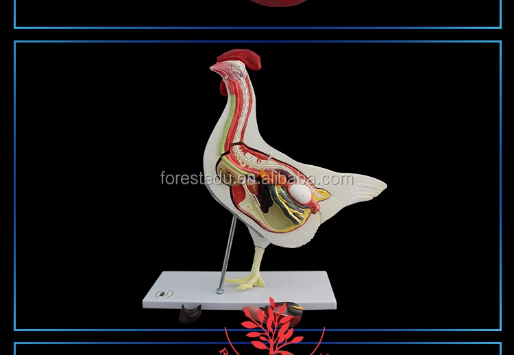 Chicken-Model_12.jpg