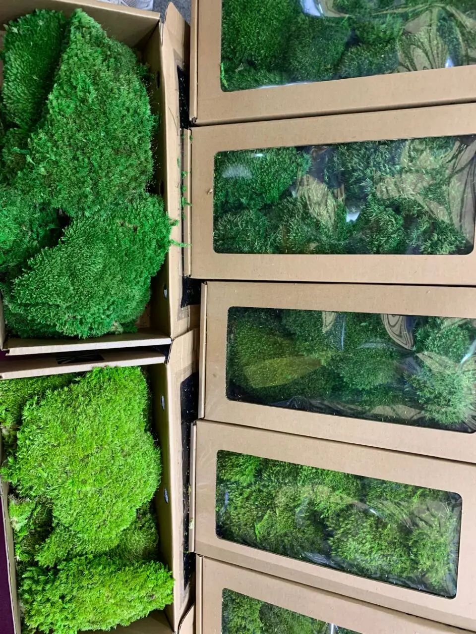Wholesales Green Natural Preserved Sheet Moss For Interior Decoration