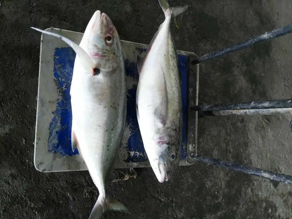 冷凍 Trevally 魚 インドネシア Buy 冷凍 Trevally 魚 インドネシア 冷凍 Trevally 魚 冷凍魚 Product On Alibaba Com