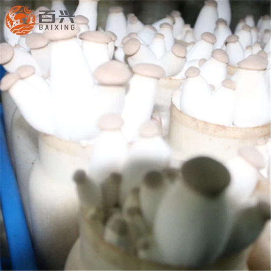 
Export Grade Fresh King Oyster Mushroom 