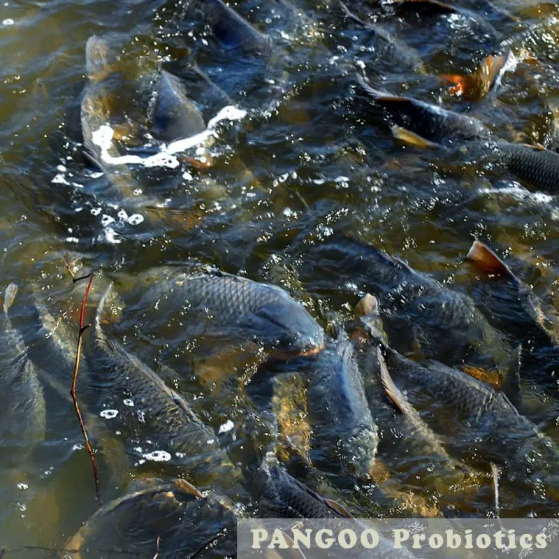 
Probiotics for fish culture , to remove Nitrate 