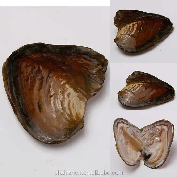 Wholesale Natural Freshwater Real Pearl Oyster Shell Wish Oyster Fresh Cultured Oyster Pearl