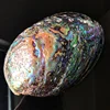 Natural Large Abalone Polished Clam As Creative Jewelry Storage Soap Box Sage Potted Fish Tank