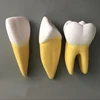 Dental model, dental model 3 installed, teaching training and nursing model