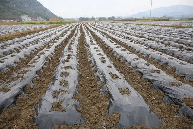 Mulch film application (2).jpg
