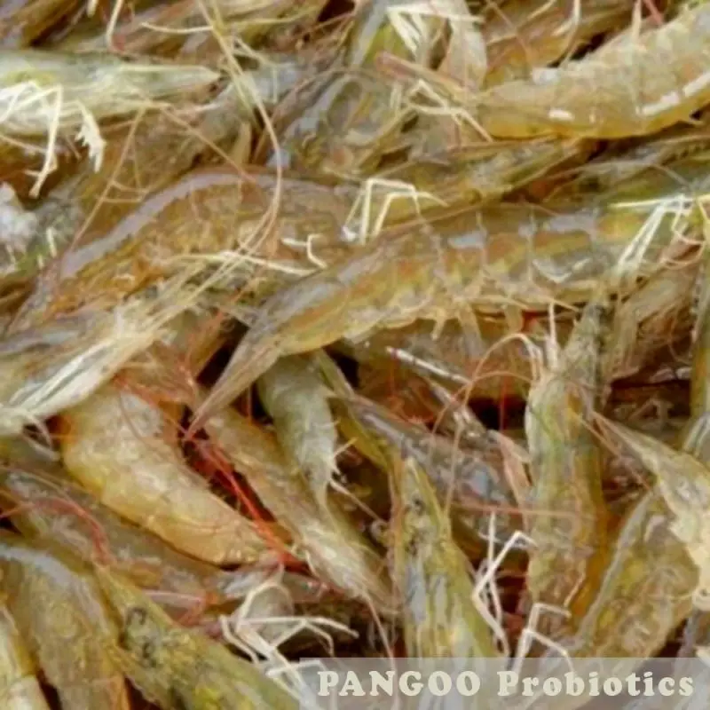 
Probiotics for fish culture , to remove Nitrate 