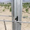 Factory directly supply long lasting galvanized vineyard metal post