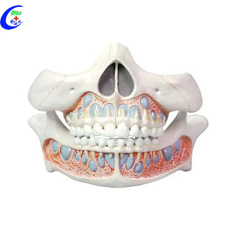 tooth anatomy model.jpg