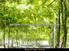 Plant growth promoter that can be applied to all types of plants and crops