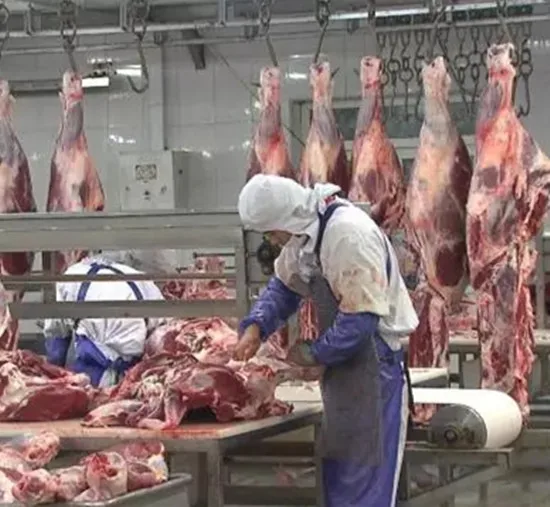 Islamic buffalo meat cutting machine for cattle slaughtering slaughterhouse