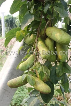 High Sweetest High Nutrition Wild Banana Fruit Seeds For Sale Holboellio Latifolia Wall Seeds For Growing Buy Holboellia Latifolia Seeds Fruit Seeds For Sale Tropical Tree Seeds Product On Alibaba Com,Freezing Tomatoes