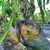Sample free high quality anti insect net bag 50 mesh /reusable anti insect mesh bags for fruit