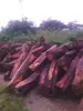 Madrin (Koso) Logs