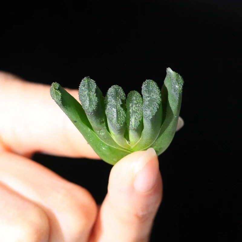 
Colorful Succulent plants of haworthia truncata 
