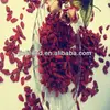 chinese goji berry 2013 crop top quality goji producer
