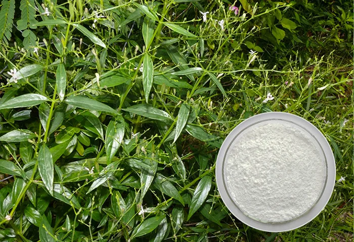 Natural andrographis paniculata extract powder