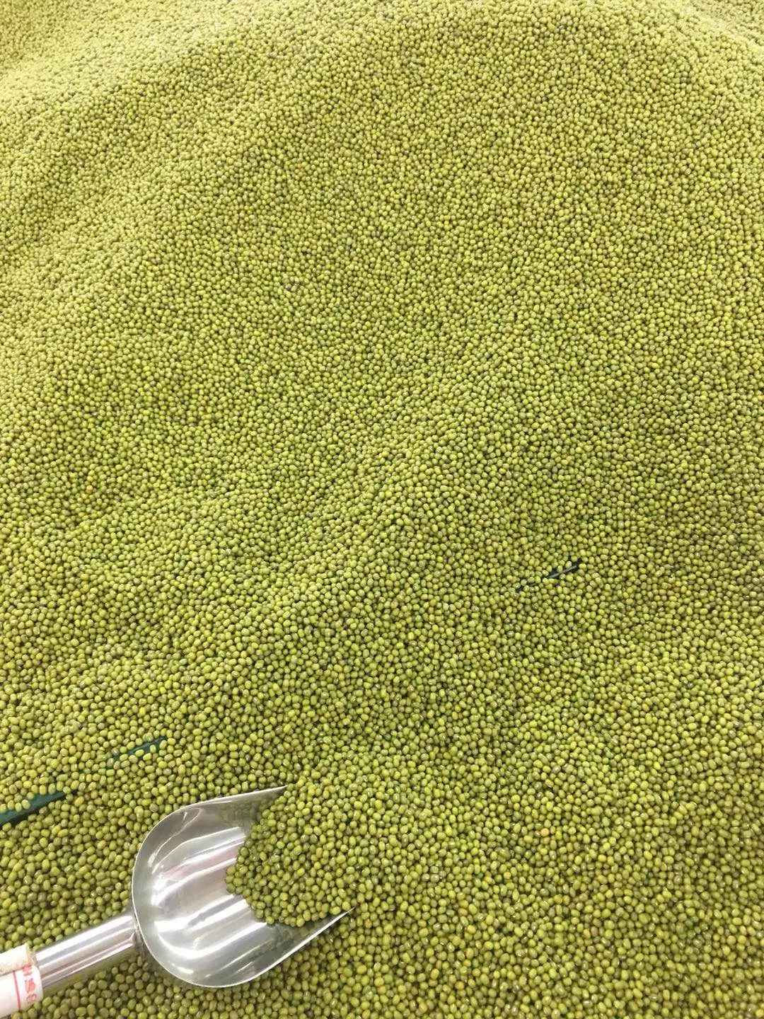 mung beans (4).jpg