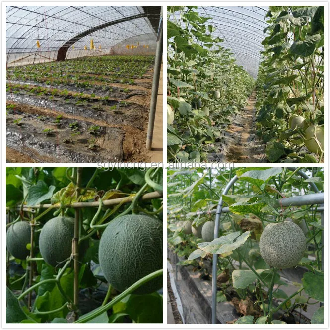 melon seeds japan .jpg